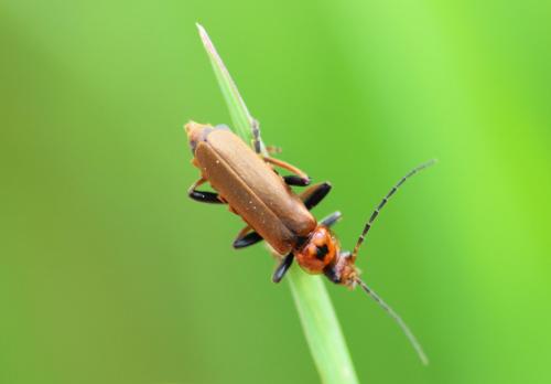 Cantharis coronata